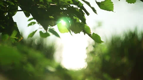 Nature 018 Stock Footage 25843450