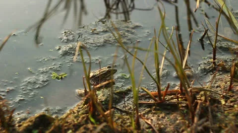 Nature 019 Stock Footage 25843504