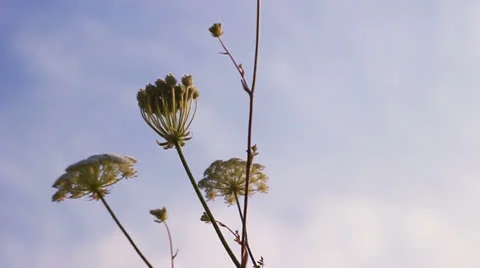 Nature 021 Stock Footage 25843352