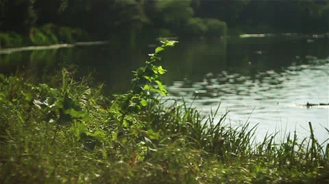 Nature 023 Vídeos de archivo 25843460