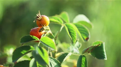 Nature 024 Stock Footage 25843437