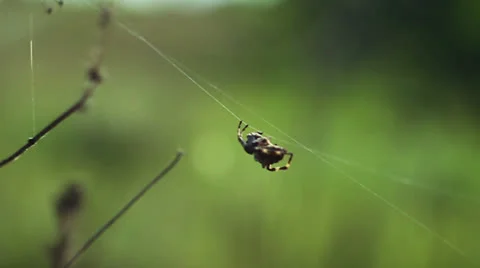 Nature 025 Vídeos de archivo 25843321