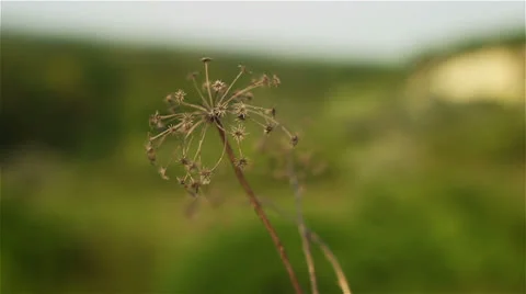 Nature 027 Stock Footage 25843367