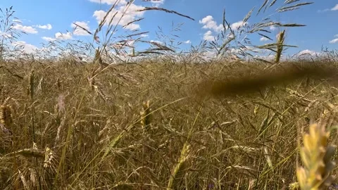 Nature 19 Stock Footage 278608890