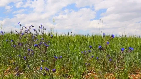 Nature 2 Stock Footage 82922656