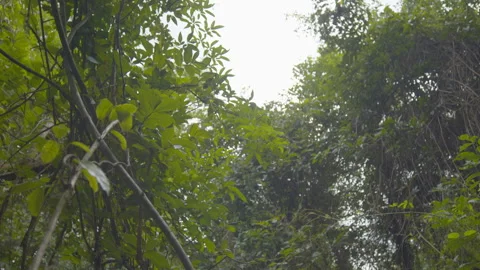 Nature 2 動画素材 245462041