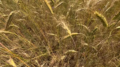 Nature 20 Stock Footage 278671424