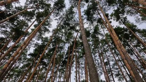 Nature 25 Stock Footage 281420312