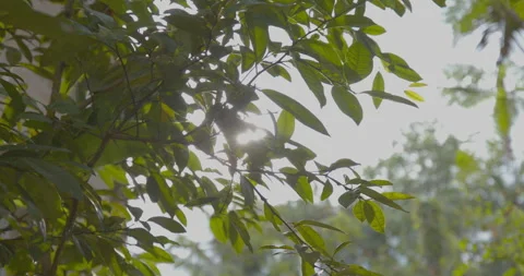 Nature 4 動画素材 245462299