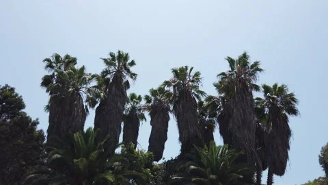 Nature 4K Palm Trees Stock Footage 151027633