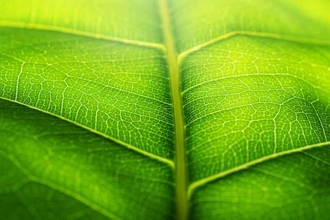 Nature abstract background. Green leaf Stock Photos