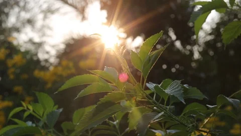 Nature abstract background with green,The sun goes through beautiful leaves duri Stock Footage 106661623