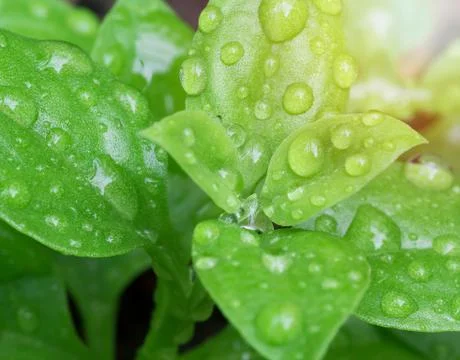 Nature Abstract Background Stock Photos