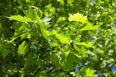 Nature abstract background Stock Photos