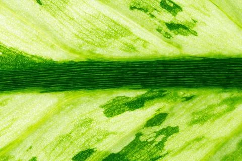 Nature Abstract Background Stock Photos