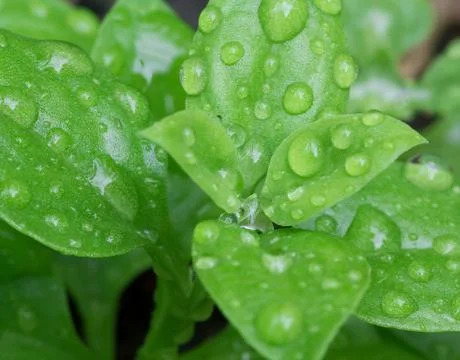 Nature Abstract Background Stock Photos