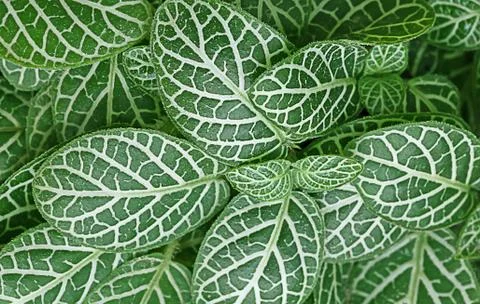 Nature Abstract Background Stock Photos