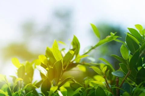 Nature Abstract Background Foto stock