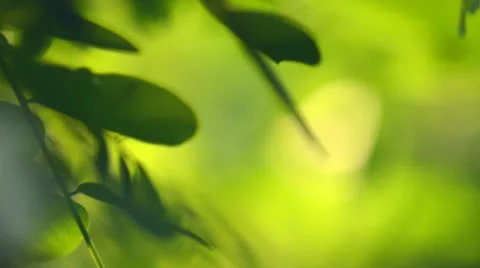 Nature Abstract Blurred Bokeh Stock Footage 23911338