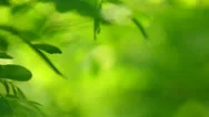 Nature Abstract Blurred Bokeh Stock Footage