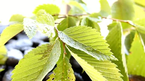 Nature abstract Stock Footage 11341088