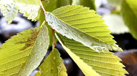 Nature abstract Stock Footage 11341247