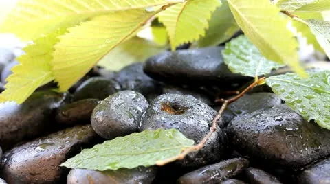 Nature abstract Stock Footage 11341646