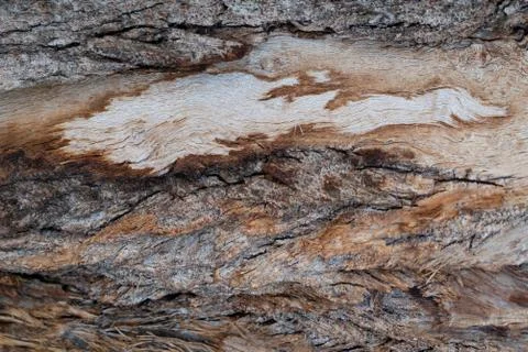 Nature abstract pattern. Bark background.Tree bark pattern. Natural wood surf Stock Photos