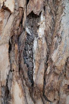 Nature abstract pattern. Bark background.Tree bark pattern. Natural wood surf Stock Photos