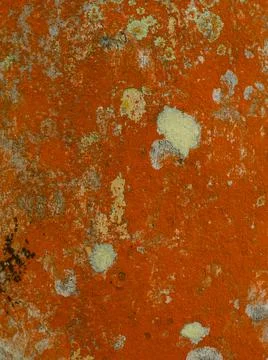 Nature abstraction, pattern, lichen of orange color on tree Stock Photos