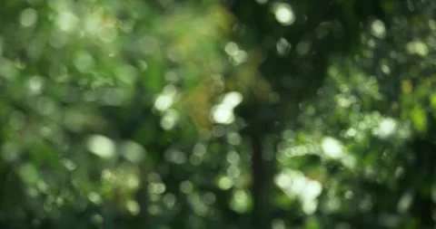 Nature action with blurred bokeh background of leaves in soft light green 動画素材 332592683
