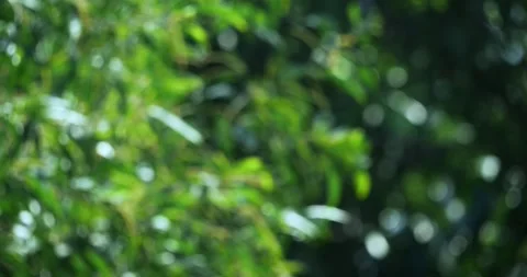 Nature action blurred bokeh background of leafy green plants in a lush 스톡 동영상 333792273
