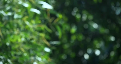 Nature action blurred leaf background in bokeh outdoor environment vibrant Video stock 332592953
