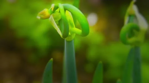 Nature in action during spring in a Seattle community garden Stock-Footage 10914288