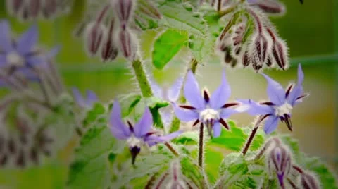 Nature in action during spring in a Seattle community garden Stock-Footage 10914697