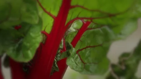 Nature in action during spring in a Seattle community garden Stock-Footage 10914785