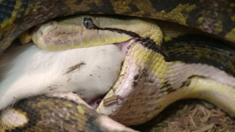 Nature in action - Reticulated python eating a large mammal wrapped up in Stock Footage 150007904