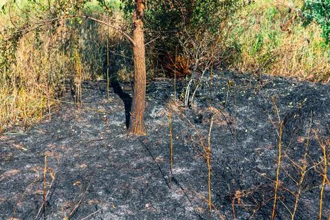 Nature after fire Stock Photos