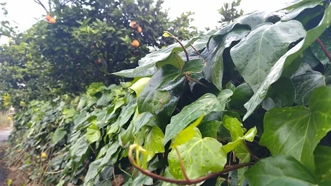 Nature after the rain Stock-Footage 308632051