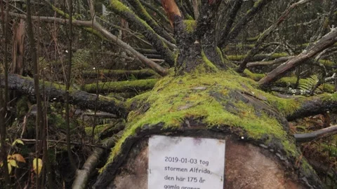 Nature Aftermath, 175 year old tree fallen after storm Stormen Alfrida, Up Close Stock Footage 234976288