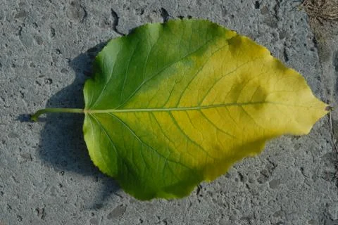 Nature aging Stock Photos