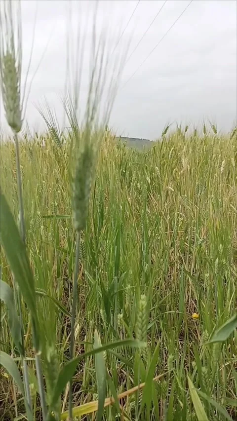Nature Agriculture Close-up Stock Footage 333310993