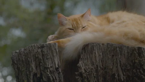 Nature and cat 動画素材 245462332