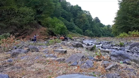 Nature and cattle Stockbeeldmateriaal 81471481