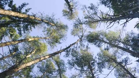 Nature And Environmental Conservation Concept, forest, trees Vidéo 334608408