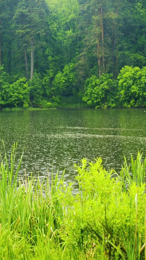 Nature and environmental conservation concept Stock Footage 336731835