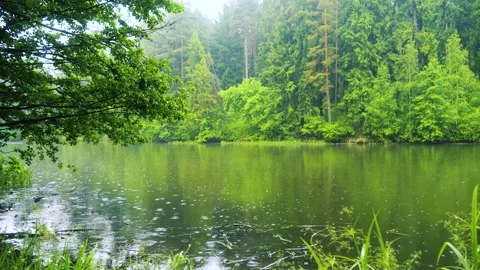 Nature and environmental conservation concept Stock Footage 336732238