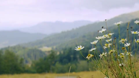 Nature and environmental conservation concept Stock Footage 337239415