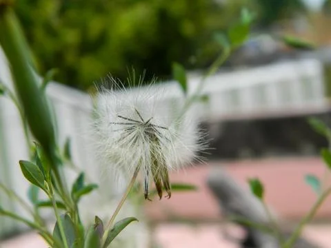 Nature and grass wallpaper Stock Photos