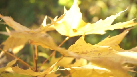 Nature and leaves. Video stock 103249113